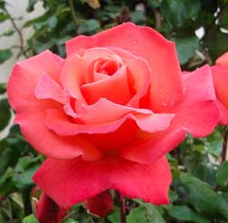 Rosal 'Christophe Colomb'